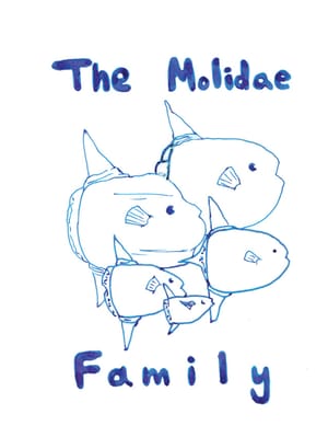 The Molidae Family